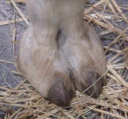camel-toe